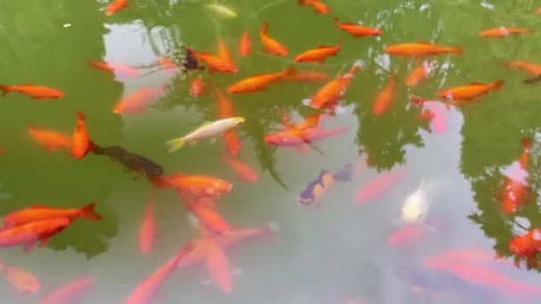 Риба в спокійному ставку в парку — стокове відео