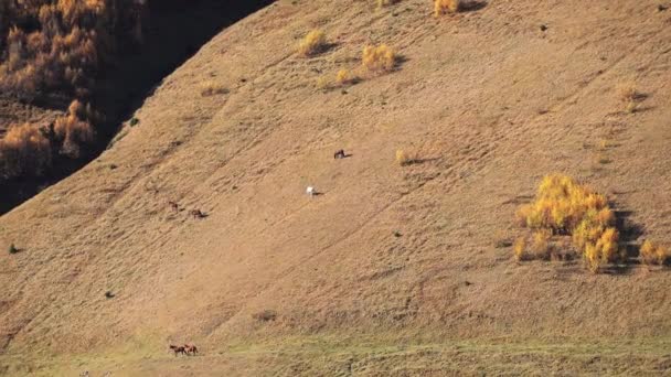Animales pastando en la ladera de la colina — Vídeo de stock