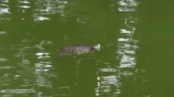Sköldpadda och fisk simmar i damm — Stockvideo