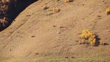 Tepe yamacında otlayan hayvanlar
