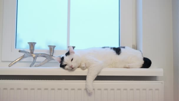 Cat lying on windowsill at home — стоковое видео