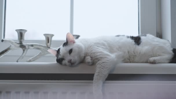 猫は家の窓辺に横たわっている — ストック動画