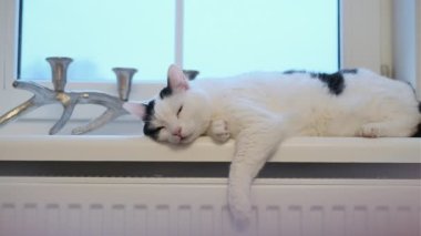 Evde pencere pervazında yatan kedi.