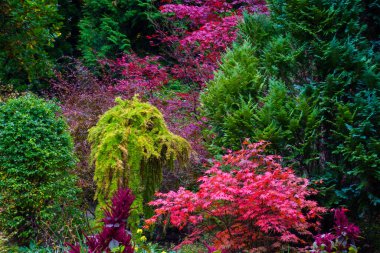Sonbahar parkında renkli ağaçlar ve çalılar