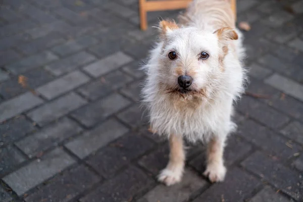 Perro callejero parado en el pavimento —  Fotos de Stock