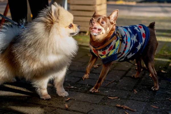 Small dogs fighting on street — Stock Photo, Image