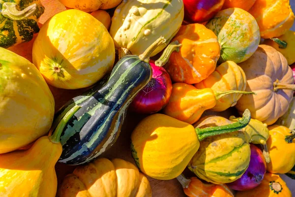 Bunch av gresskar på markedet steiling – stockfoto