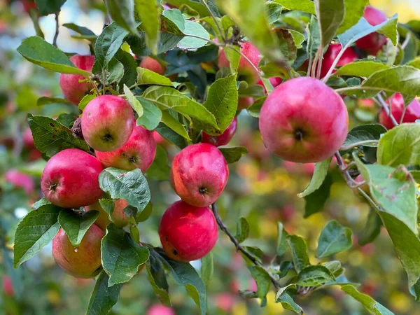 Κόκκινα μήλα πάνω σε δέντρο στον κήπο — Φωτογραφία Αρχείου