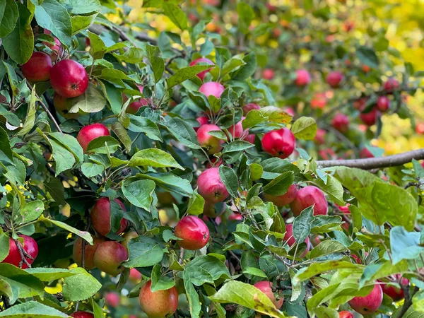 Äppelträd med frukter i trädgården — Stockfoto
