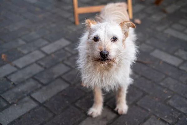 Stray dog standing on pavement — Stock Photo, Image