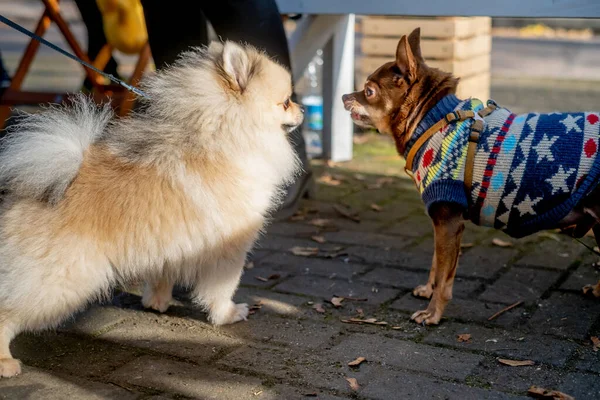 Grappige kleine honden die tegen elkaar op straat staan — Stockfoto