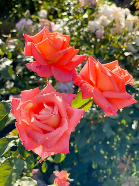 Ροζ τριαντάφυλλα που μεγαλώνουν στον καλοκαιρινό κήπο — Φωτογραφία Αρχείου