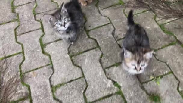 Kucing liar berjalan di trotoar — Stok Video