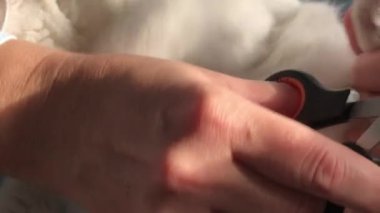 Ekin sahibi kedi pençesi kesiyor.