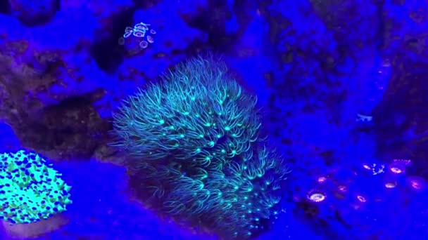 Undervattensfluorescerande anemoner och fisk — Stockvideo