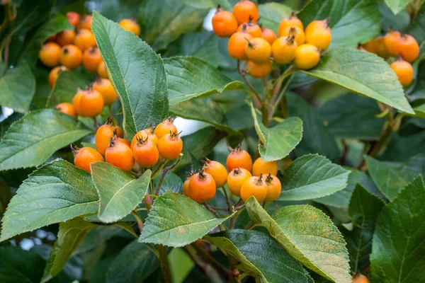 Ramos de árvore com bagas de laranja — Fotografia de Stock