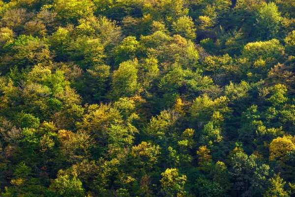 Зелені кущі на літній день у сільській місцевості — стокове фото