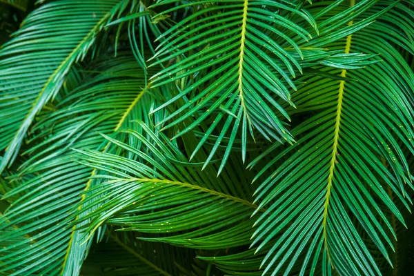 Листя пишної тропічної рослини — стокове фото