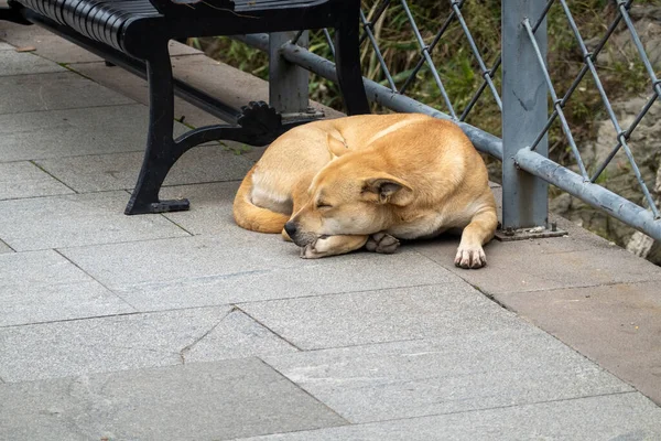 Dakloze hond slaapt in het park — Stockfoto