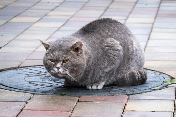 Kóbor macska aknafedélen — Stock Fotó