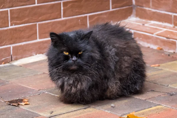 Fekete macska a járdán a városban — Stock Fotó