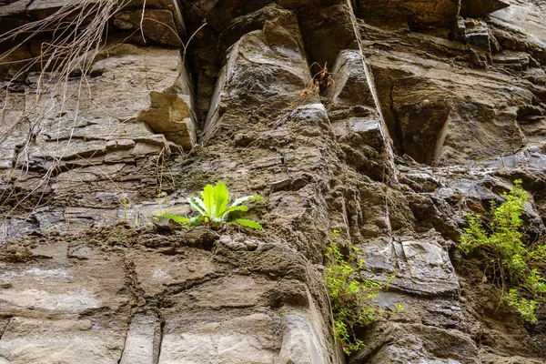 Plantas verdes em penhasco rochoso — Fotografia de Stock