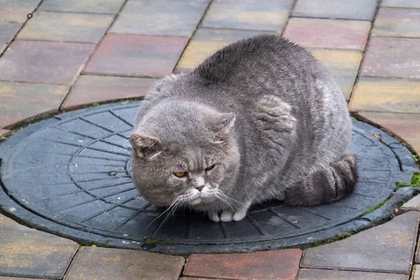 Streunende Katze auf Gullydeckel — Stockfoto