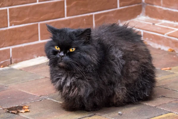 Chat noir sur le trottoir en ville — Photo