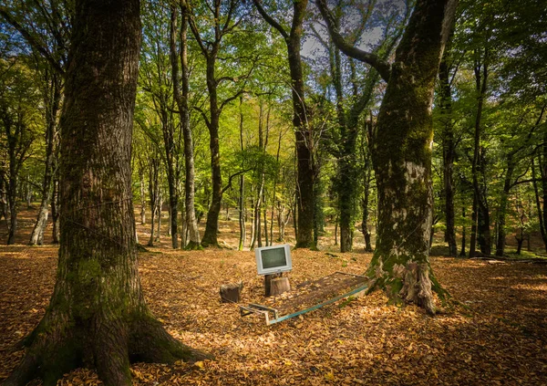 TV no toco na floresta — Fotografia de Stock