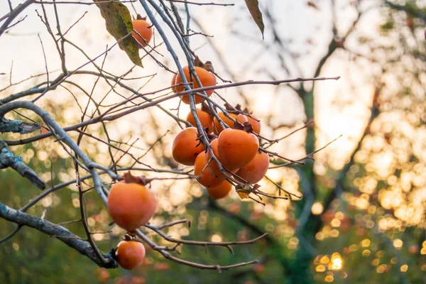 Persimmon gyümölcs vékony ágakon — Stock Fotó