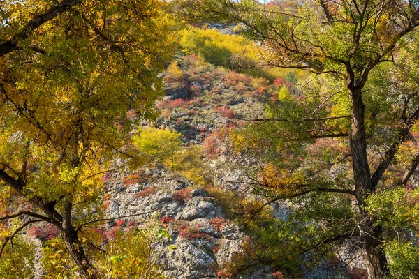 Autumn trees against mountain slope — Stockfoto