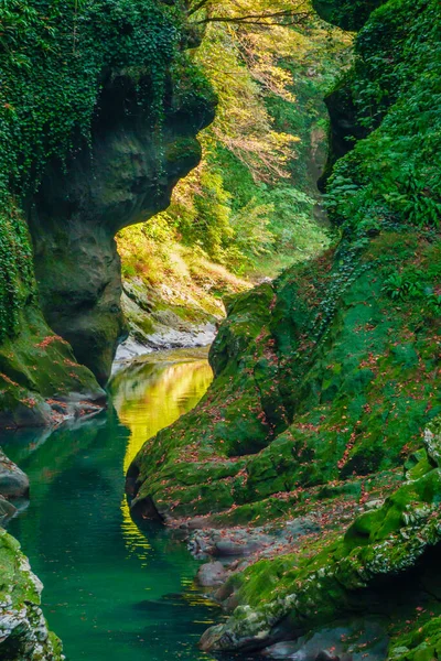 Green ravine with calm stream — Stockfoto