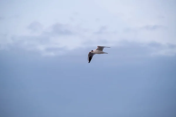 Möwe fliegt im bewölkten Himmel — Stockfoto