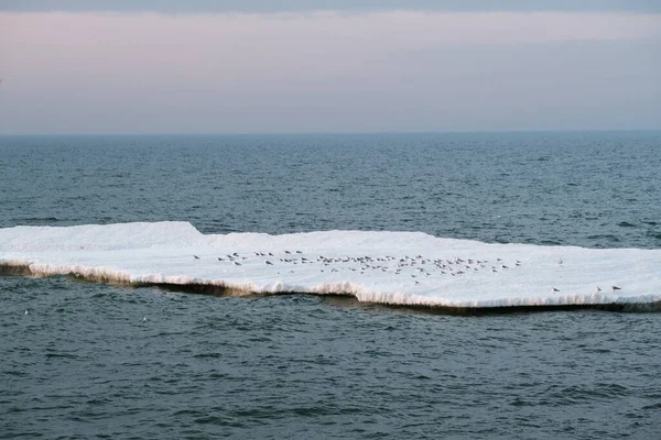 Isflak med sälar i havet — Stockfoto