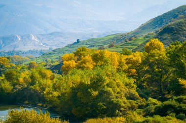 Dağ nehrinin kıyısındaki sarı çalılar