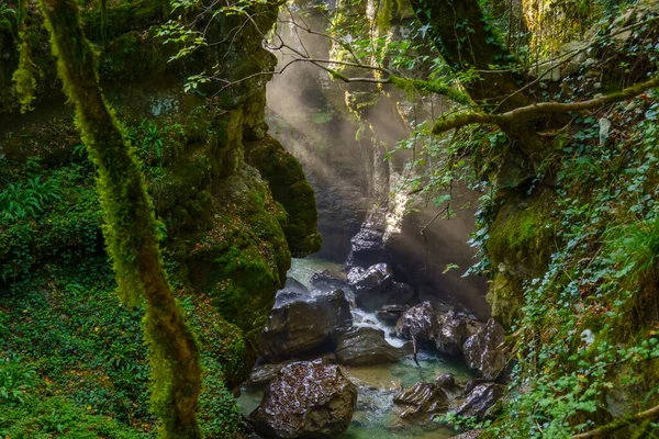 Green ravine with clean river — Stockfoto