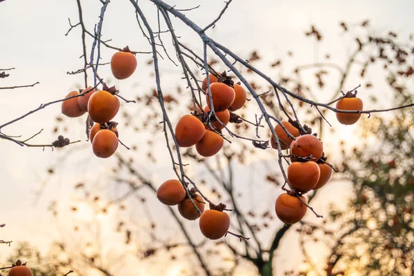 Persimmon fruits on thin branches — Stockfoto