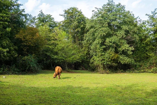 Cow grazing on lawn near forest Rechtenvrije Stockfoto's