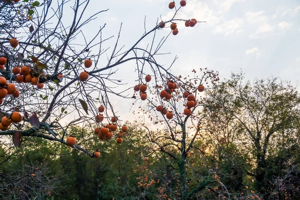 Persimmon fruits on thin branches Stok Resim