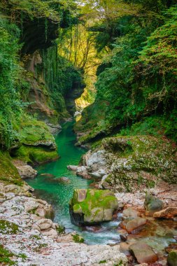 Temiz su yemyeşil arazide akıyor.
