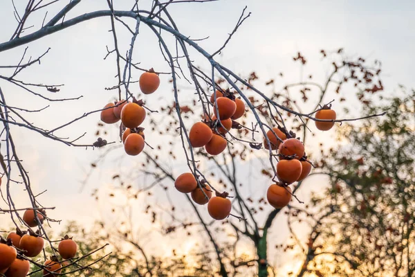 Persimmon fruits on thin branches — Fotografia de Stock