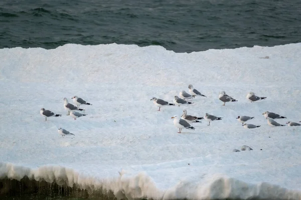 Ледяное поле с тюленями в море — стоковое фото