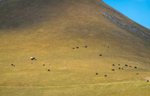 Paesaggio Pittoresco Con Mucche Pascolo Sul Pendio Erboso Della Montagna — Foto Stock