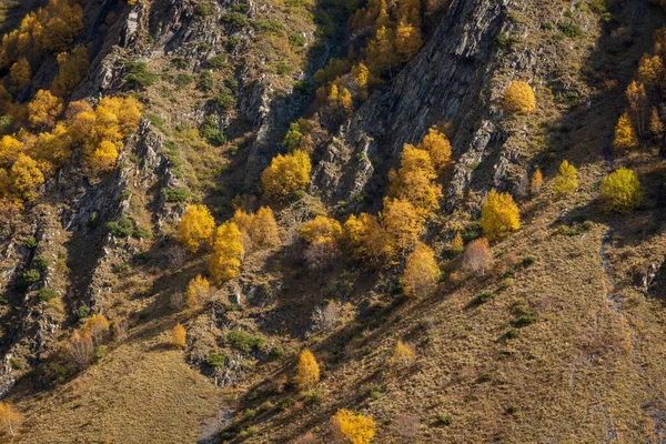 Mountain slope with autumn trees — Stock Photo, Image