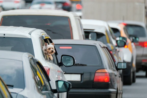 Cute Yorkshire Terrier Dog Peeping Window Vehicle Stuck Traffic Jam — Stock Photo, Image