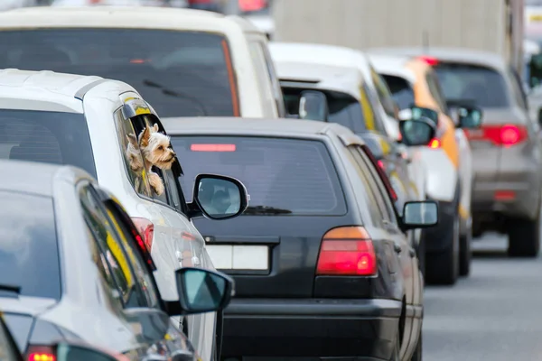 Cute Yorkshire Terrier Dog Peeping Window Vehicle Stuck Traffic Jam — Stock Photo, Image