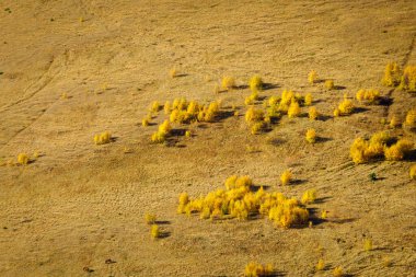 Yüksekte güneşli bir sonbahar gününde dağda çimenli yamaçlarda büyüyen gür sarı ağaçların drone görüntüsünden