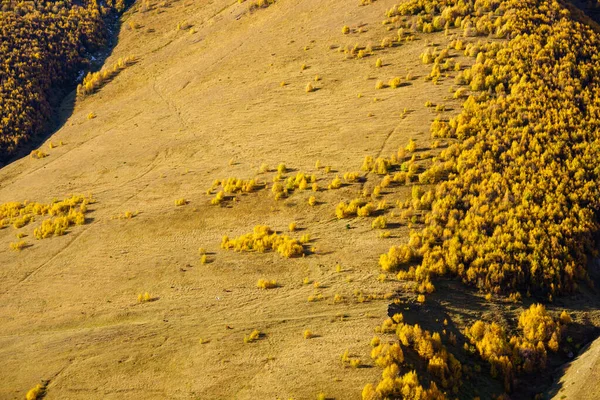 Зверху Безпілотний Вид Дерева Жовтим Листям Ростуть Схилі Гори Сонячний — стокове фото