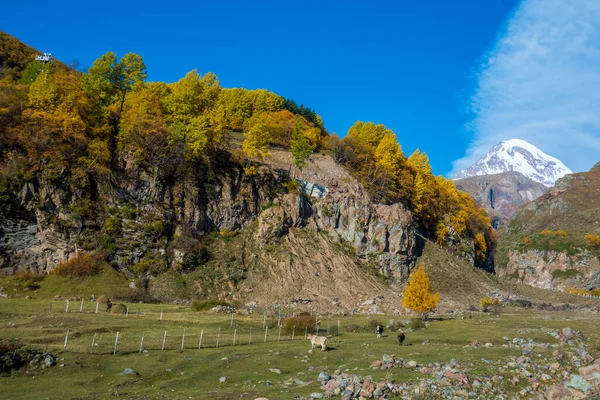 Vacas Comiendo Hierba Valle Verde Contra Cordillera Nevada Día Soleado —  Fotos de Stock