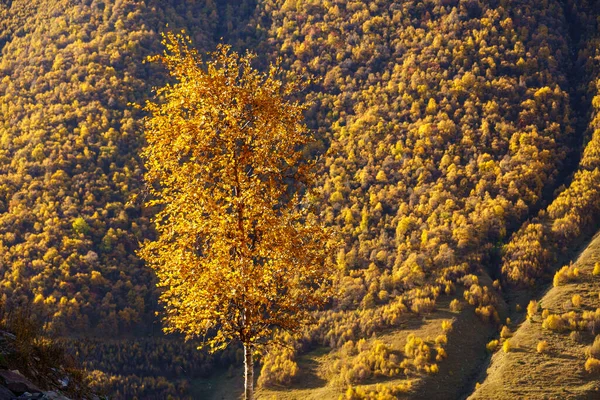 Thin Tree Yellow Leaves Growing Valley Lush Slope Mountain Sunny Stock Photo